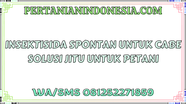 Insektisida Spontan Untuk Cabe Solusi Jitu Untuk Petani